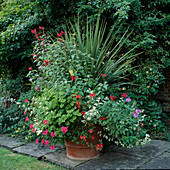 Topf Salvia fulgens, Cordyline australis, Pelargonium 'Little Scarlett', Verbena 'Loveliness'