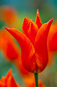Tulipa 'Ballerina' (Lilienblütige Tulpe)
