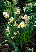Narcissus Tazetta 'Geranium'