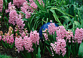Hyacinthus 'Lady Derby' (Hyacinths)