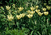 Tulipa 'Purissima' (Tulpe) und Lunaria 'Alba variegata' (Silberling)