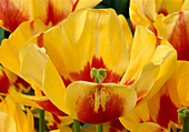 Tulipa 'Oriental Splendour' (Tulpen)
