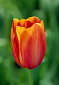 Tulipa 'Batavia'