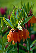 Fritillaria imperialis 'Rubra Maxima' (Kaiserkrone)