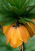 Fritillaria imperialis 'Orange Brilliant' (Kaiserkrone)
