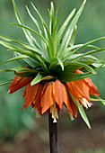 Fritillaria imperialis 'Sulpherino' (Kaiserkrone)