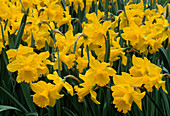Narcissus 'Golden Harvest' (Narzissen)