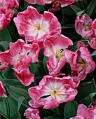 Tulipa 'GLOBE'