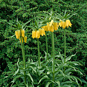 Fritillaria imperialis 'Lutea' (Kaiserkrone)