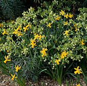 Narcissus und Helleborus (Christrose)