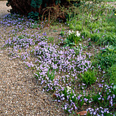 Chionodoxa luciliae (Schneeglanz) wachsen im Kies