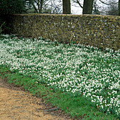 Galanthus (Schneeglöckchen)