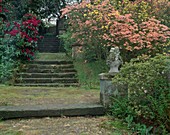 Stufen und Pfad durch Azaleen-Terrasse mit rosa Genter Azaleen und roten Rhododendron