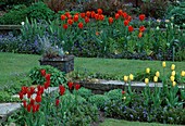 Tulipa 'Aladdin' und 'Golden Malody' und 'Queen Wilhelmina'