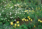 Viburnum carlesii (Schneeball), Tulipa 'West Point'