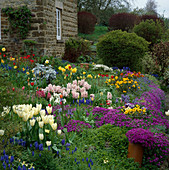 Frühlings-Steingarten mit Tulipa (Tulpen), Hyacinthus (Hyazinthen), Aubrieta (Blaukissen), Muscari (Traubenhyazinthen), Erysimum (Goldlack), Viola (Stiefmütterchen), Narcissus (Narzissen)