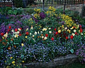 Frühlingsbeet mit Tulipa (Tulpen), Alyssum (Steinkraut), Aubrieta (Blaukissen), Myosotis (Vergissmeinnicht), Narcissus (Narzissen)