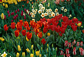 BEAUTIFUL SPRING COLOURS of TULIPS AND NARCISSI IN THE GARDENS of MAINAU, Lake CONSTANCE