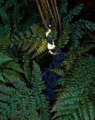 'LEADED Light'. FIBREOPTIC FITTING IN COILED, HAMMERED LEAD DESIGNED by MIKE CEDAR & Made by REBECCA KEAST. SURROUNDED by FERN.