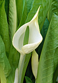 Lysichiton camtschatcensis