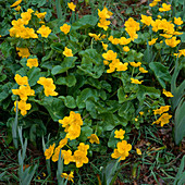 Caltha palustris (Sumpfdotterblume)