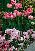 Tulipa (Tulpen) und Viola (Stiefmütterchen) am Wegrand
