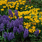 Blaue Hyacinthus (Hyazinthen) und gelber Erysimum (Goldlack)