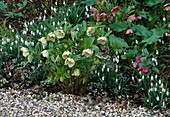 Helleborus (Christrose, Lenzrose) und Galanthus (Schneeglöckchen) neben Kiesweg