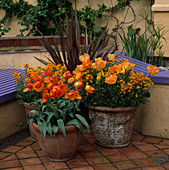 Terrakottatöpfe mit Phormium (Neuseelandflachs), Tulipa 'General de Wet' Goldlack und Tulipa 'Daydream'