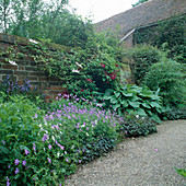 Viola cornuta (Hornveilchen), Hosta (Funkie), Clematis 'Niobe' und 'Nelly Moser'