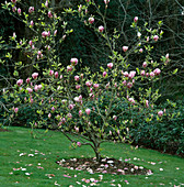 Magnolia Soulangeana 'Burgundy'