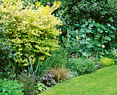 Rabatte mit Philadelphus coronarius 'Aureus', Heuchera und Macleaya cordata