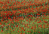 Blumenwiese mit Papaver rhoeas (Mohn)