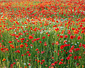 POPPY AND Oxe EYE Daisy MEADOW PLANTING - OXFORDSHIRE