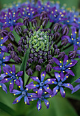 Scilla peruviana var. venusta (Peruanischer Blaustern)