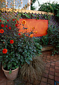 Patio-Garten: lila Spalier mit abstrakter oranger Bemalung, Dahlia 'Bishop of Llandaf', 'David Howard' und 'Ellen Houston'
