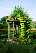 Kleiner Pavillon bewachsen mit Humulus 'Aureus' (Goldenem Hopfen) und Lonicera (Geissblatt)