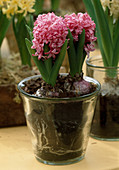 Hyacinthus 'Pink Pearl' (Hyazinthen) in Glas