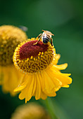 Biene auf Helenium Pipsqueak 'Blopip'