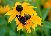 Roter Admiral-Schmetterling auf Rudbeckia 'Marmelade'