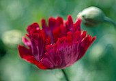 Papaver somniferum