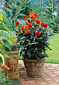 Terracottatopf bepflanzt mit oranger Dahlie 'Ellen Houston', daneben eine Skulptur von Robert Nichols