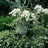 weiße Blumenspindel mit Petunia (Petunie) und Helichrysum petiolare (Strukturpflanze) in Beet mit Hosta undulata 'Mediovariegata' (Funkie, Schneefederfunkie) 190002030