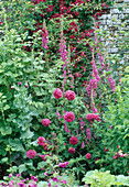 Rosa Beet: Digitalis purpurea (Fingerhut), Rosa 'Mme. Isaac Pereire' (Historische Rose) und Clematis Rubra (Waldrebe) an der Wand