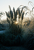 A FROSTED CORTADERIA SELLOANA RENDATLERI at Lady Farm, Somerset