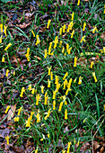 Narcissus cyclamineus (Narzissen)