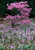 Rhododendron praecox / Vorfrühlingsrhododendron Crocus tommasinianus