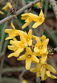 Forsythia 'Ovata' Goldglöckchen Makro