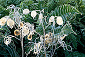 Vereiste Samenkapseln von Lunaria annua variegata (Bunte Ehrlichkeit) und unbekannter Farn