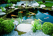 Japanischer Teich mit Koi, Kies, Natursteinen, Findlingen, Buxus (Buchs-Kugeln)